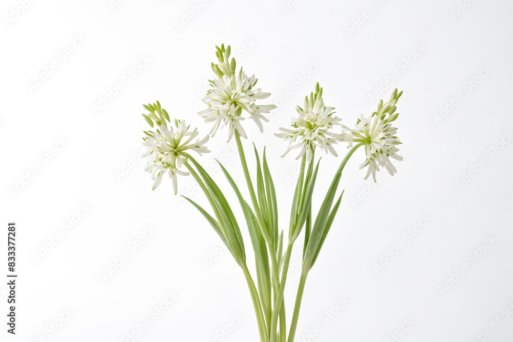 Fototapeta premium White Flowers with Green Stems on White Background