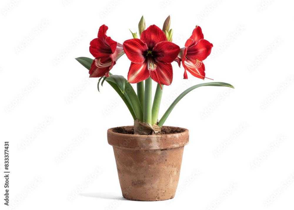 Beautiful Red Amaryllis Plant in a Clay Pot Beautiful Red Amaryllis Plant in a Clay Pot