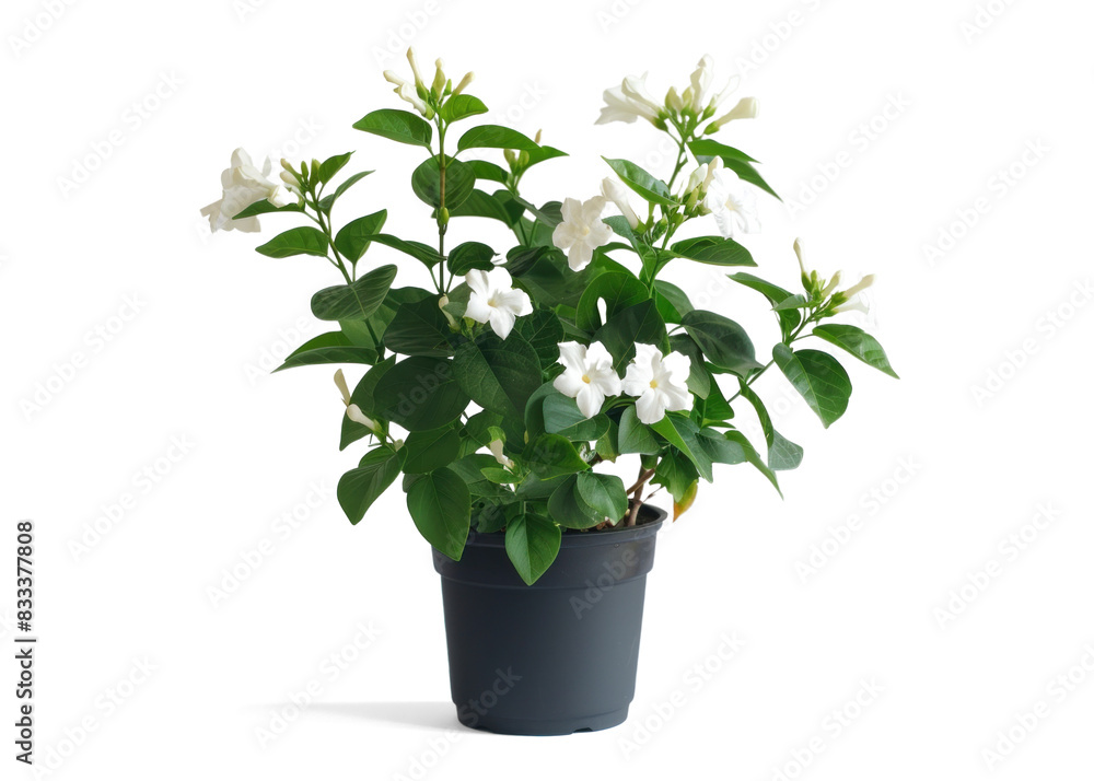 White Jasmine Plant in a Pot on Transparent Background White Jasmine Plant in a Pot on Transparent Background