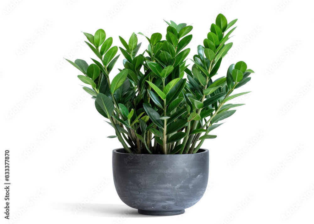 ZZ Plant in Dark Pot on Transparent Background ZZ Plant in Dark Pot on Transparent Background