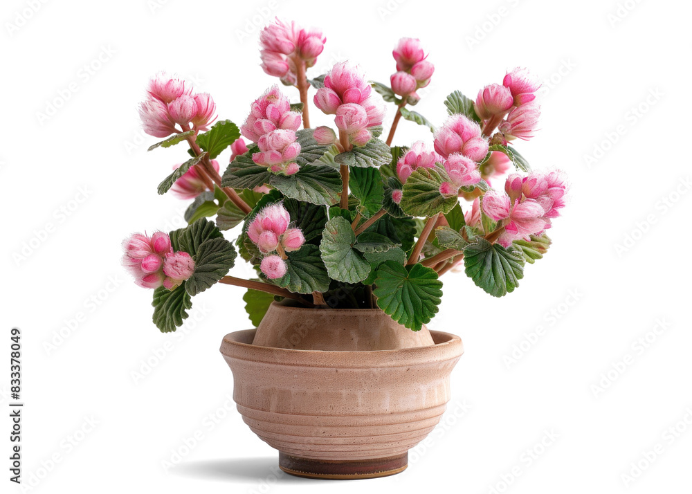 Beautiful Pink Flowering Plant in a Pot on Transparent Background Beautiful Pink Flowering Plant in a Pot on Transparent Background