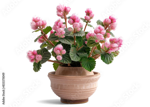 Beautiful Pink Flowering Plant in a Pot on Transparent Background