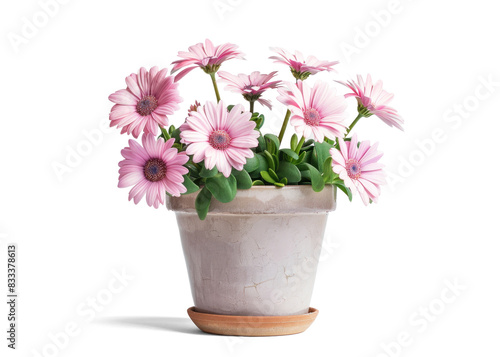 Wallpaper Mural Pink Cape Daisies in Pot on Transparent Background Torontodigital.ca