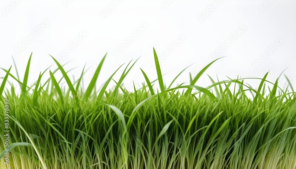 Obraz premium green grass isolated on white