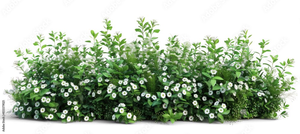 Flowering Green Bush with White Flowers