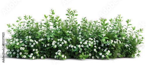 Obraz na płótnie Flowering Green Bush with White Flowers w salonie