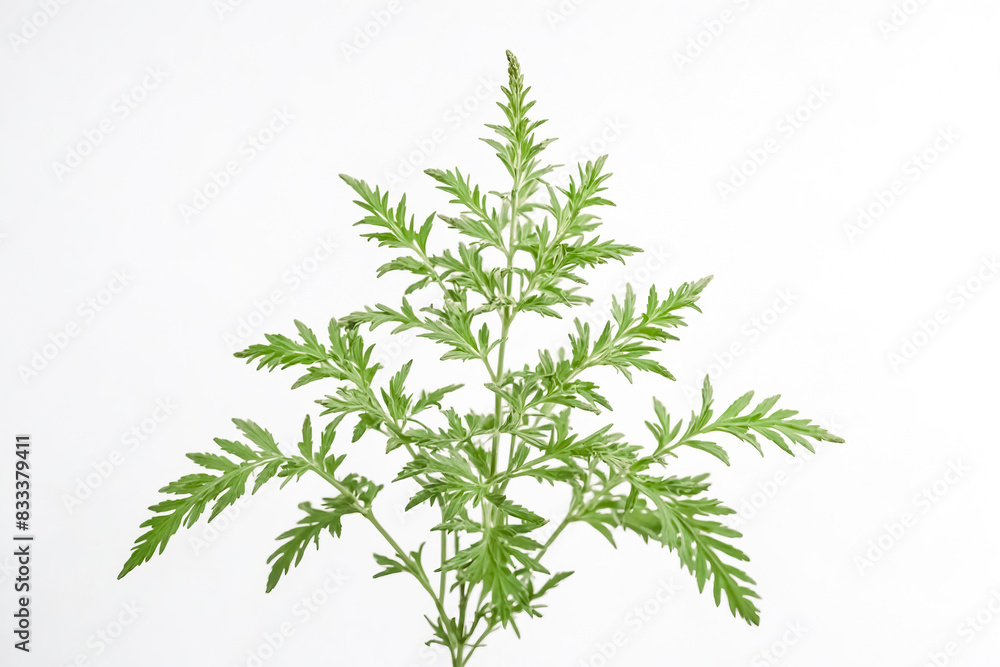 Fototapeta premium Green Artemisia Plant on White Background