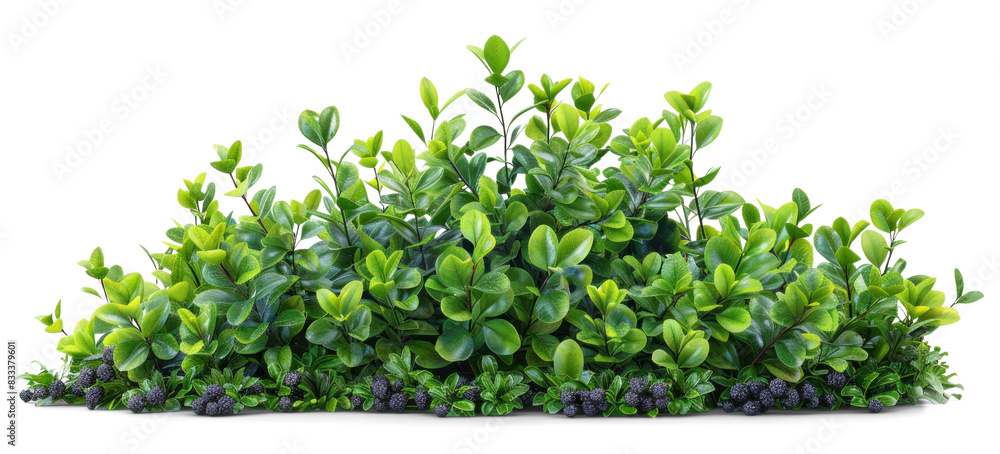 Vibrant Green Bush with Berries on Transparent Background Vibrant Green Bush with Berries on Transparent Background