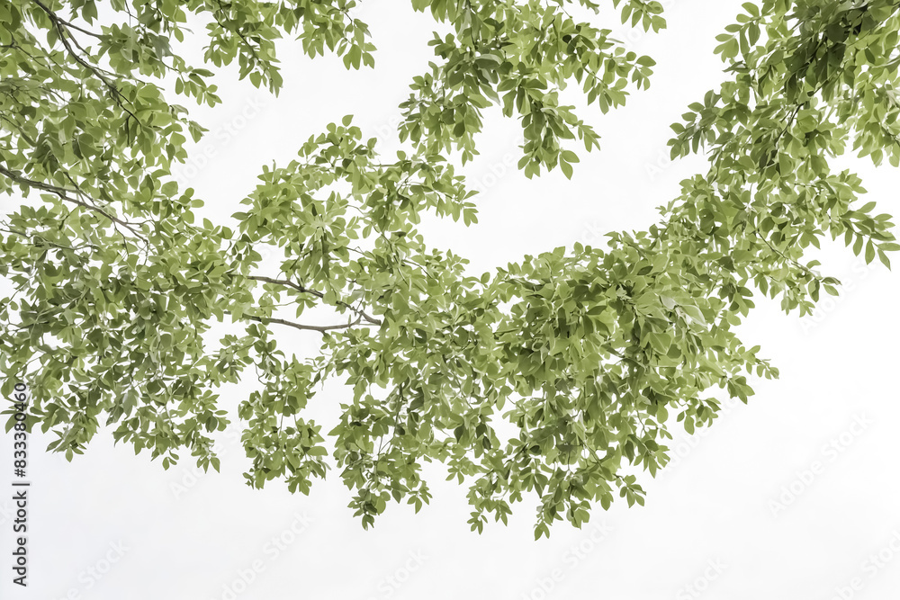 Fototapeta premium Green Leaves Frame on White Background