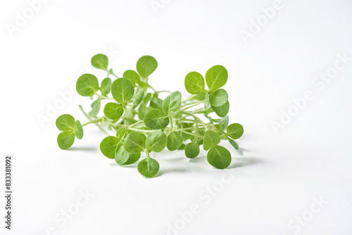 Fresh Green Microgreens