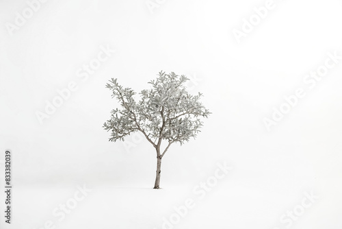 Minimalist Silver Bush on White Background