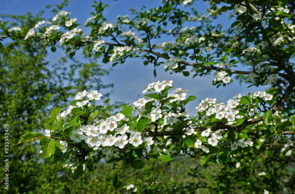 Zweigriffeliger Weißdorn; Crataegus laevigata; woodland hawthorn; hawthorn; whitethorn; mayflower; Zweigriffeliger Weißdorn; Crataegus laevigata; woodland hawthorn; hawthorn; whitethorn; mayflower;