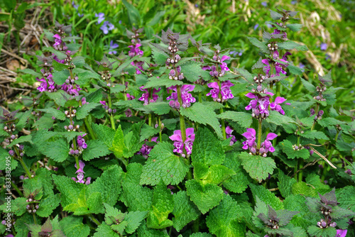 Gefleckte Taubnessel; Lamium maculatum; purple dragon; spotted deadnettle;