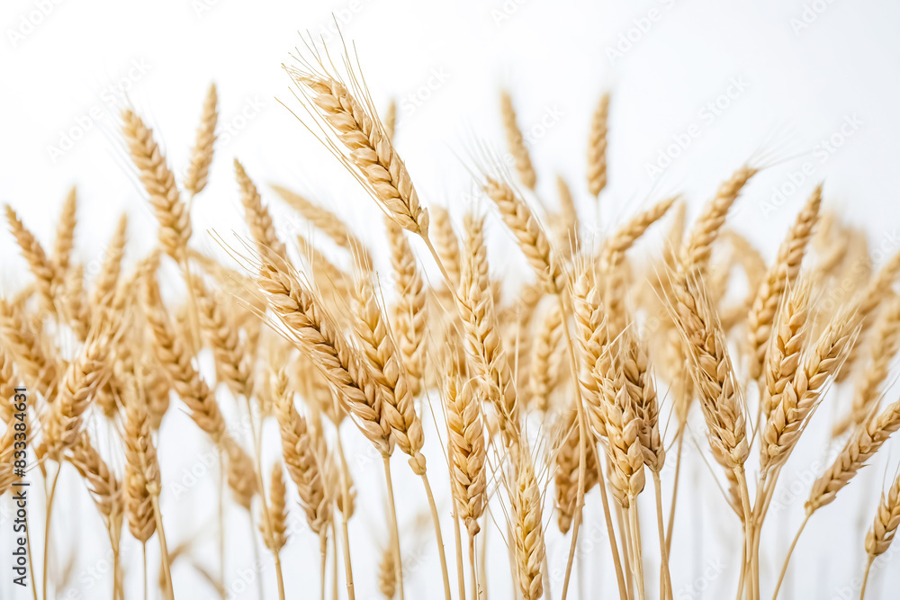 Close-up of Wheat Stalks on White Background Close-up of Wheat Stalks on White Background