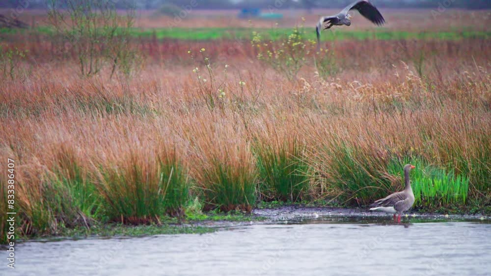 Grey heron taking flight from brown reeds on lake shore with geese. Grey heron taking flight from brown reeds on lake shore with geese.