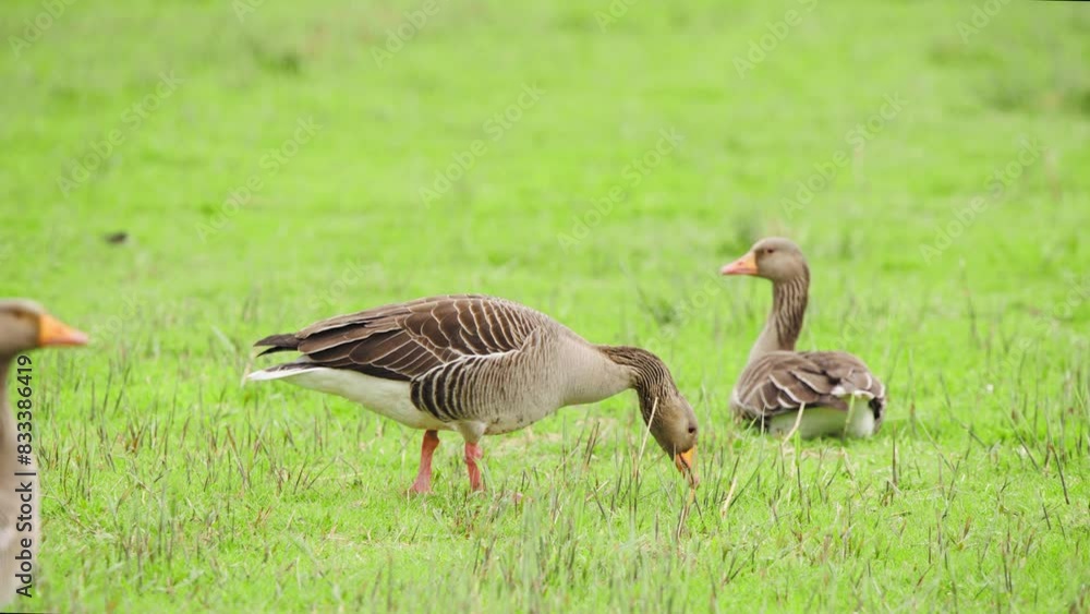 Greylag geese in green grassy pasture, one bird grazing on grass. Greylag geese in green grassy pasture, one bird grazing on grass.