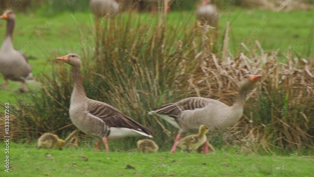 Greylag geese flock with adorable goslings in meadow with tall grass. Greylag geese flock with adorable goslings in meadow with tall grass.