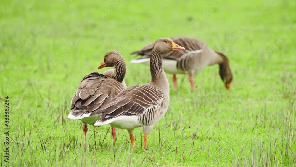 Greylag geese with brown plumage grazing in fresh green grassy meadow. Greylag geese with brown plumage grazing in fresh green grassy meadow.