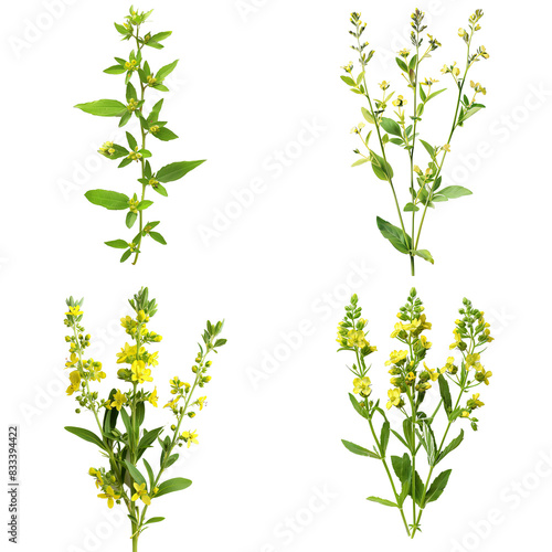 Photo of Ladys Bedstraw herb, European herbs, isolated on transparent background photo