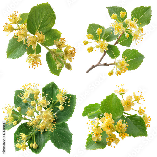 Photo of Linden Flower herb, European herbs, isolated on transparent background