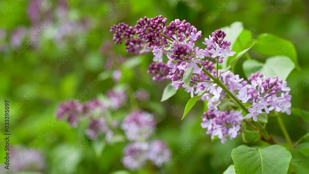 Close up of lilac flowers branch with green leaf, 4k Close up of lilac flowers branch with green leaf, 4k