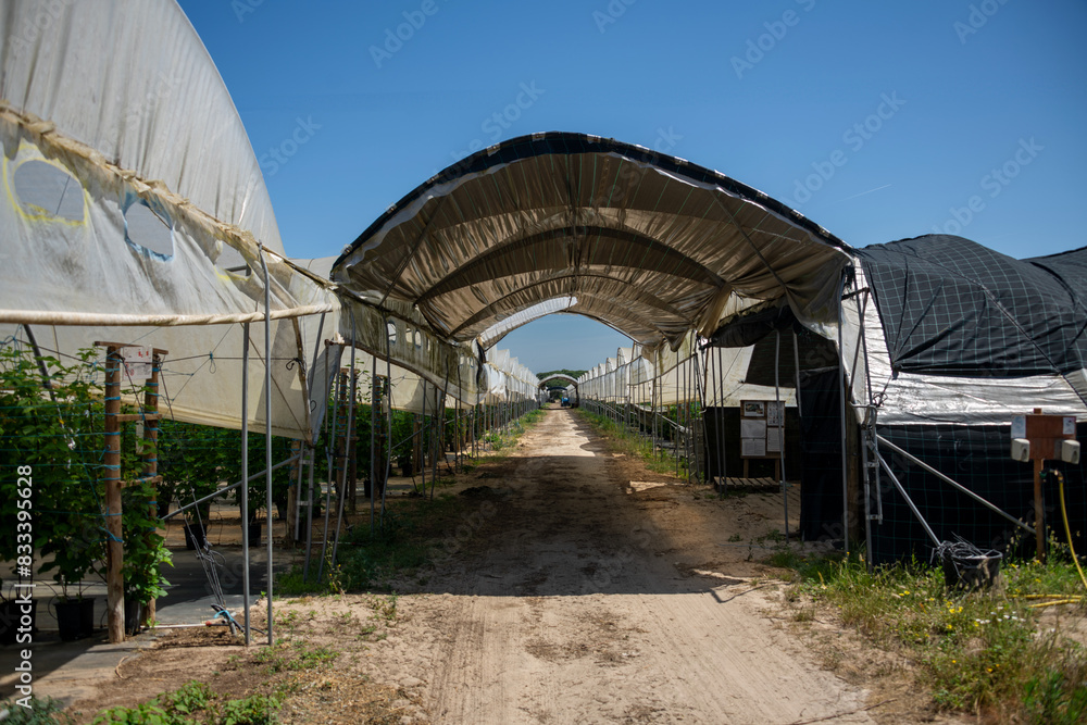 Dirt road leading through rows of greenhouses on a sunny day. Longueira-Almograve, Portugal Dirt road leading through rows of greenhouses on a sunny day. Longueira-Almograve, Portugal