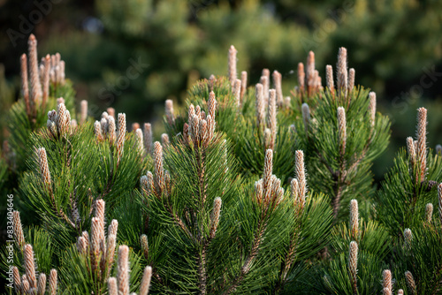 Bosnian pine tree with young white branches in spring. Pinus heldreichii Christ with blurred background in early spring garden