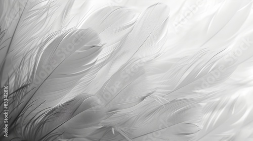 Close-up of delicate white feathers creating a soft and ethereal texture, perfect for backgrounds or design elements in various projects.