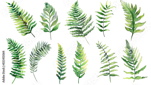 Set of watercolor fern leaves. Hand drawn botanical illustration isolated on white background. photo