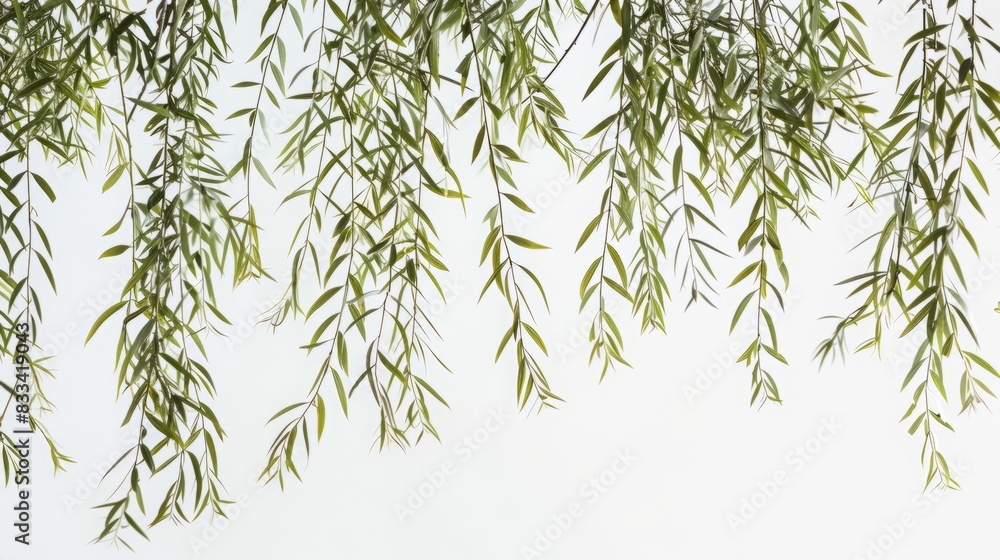 Fototapeta premium branches with leaves on a white background.