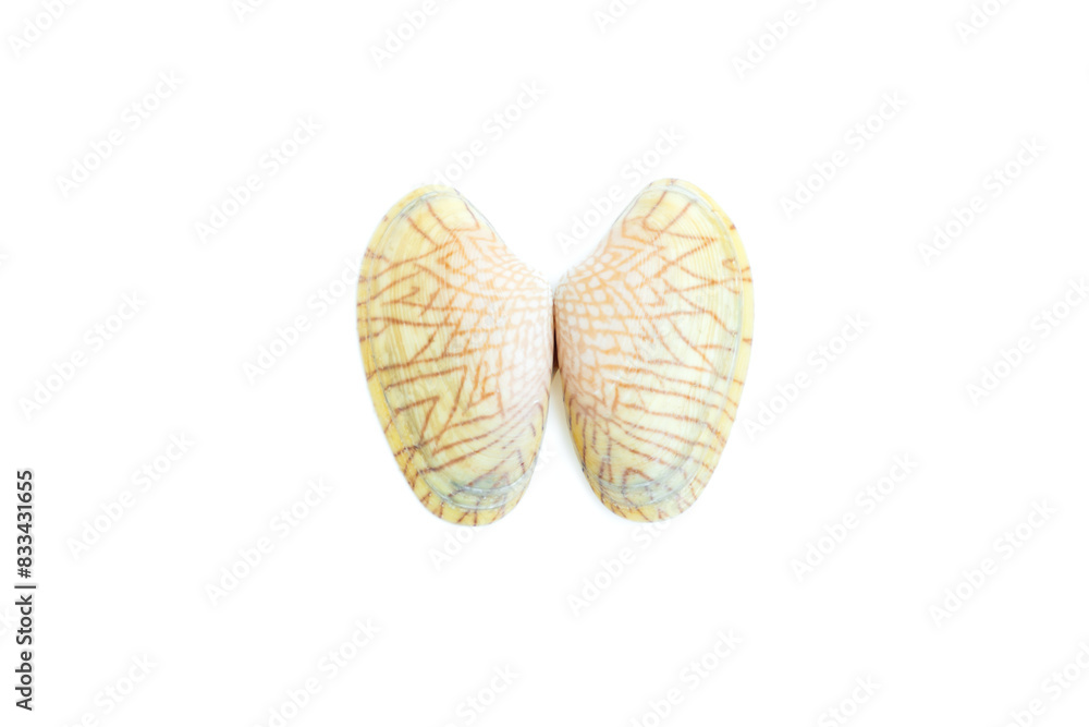 Shell of a Undulated surf clams (Paphia undulata) isolated on white background, Undulated surf clams shell Shell of a Undulated surf clams (Paphia undulata) isolated on white background, Undulated surf clams shell