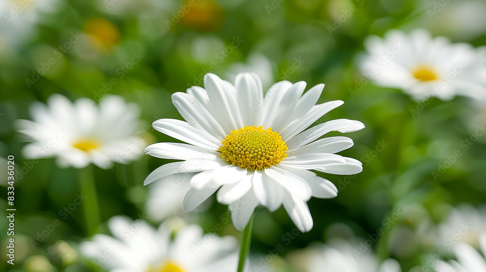 Closeup of white daisies in full bloom, with vibrant and delicate petals and a yellow center, against a soft focus background of green grasses in a serene garden setting with natural light Closeup of white daisies in full bloom, with vibrant and delicate petals and a yellow center, against a soft focus background of green grasses in a serene garden setting with natural light
