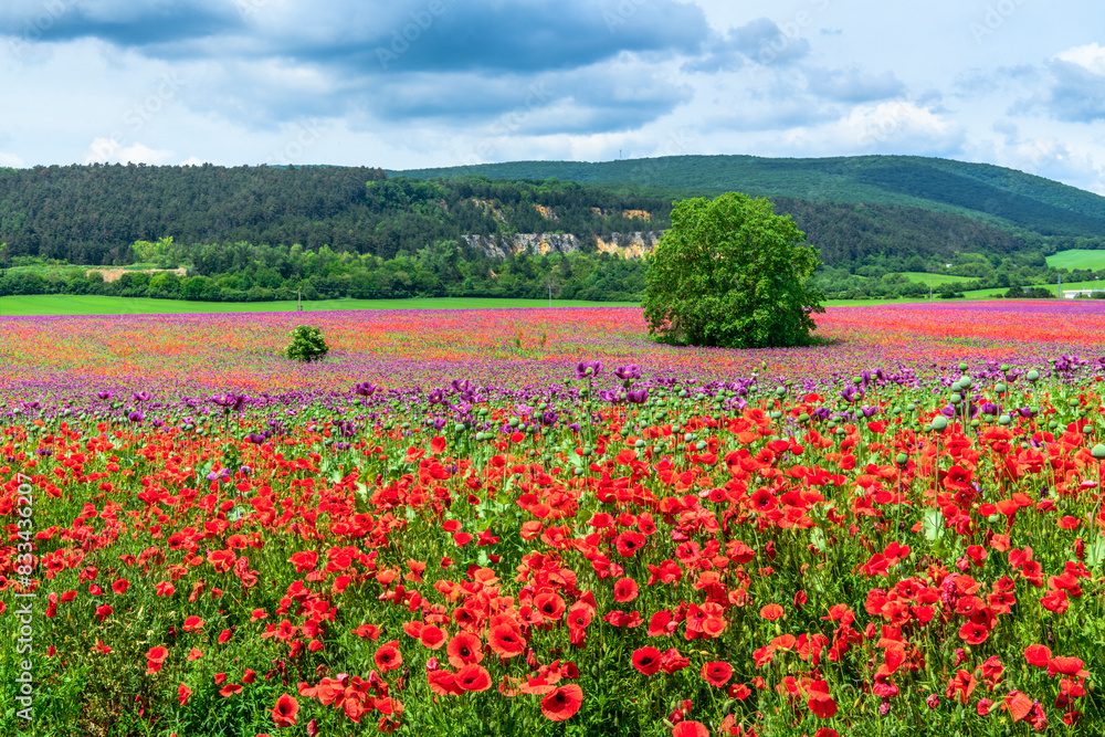 Rural landscape in Slovakia with Poppy Flowers, Prievidza Rural landscape in Slovakia with Poppy Flowers, Prievidza