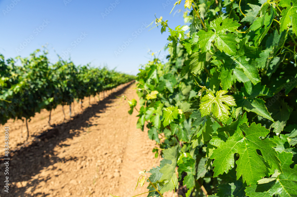Solar Splendor: Vineyard on Espalier under Sunlight. Solar Splendor: Vineyard on Espalier under Sunlight.