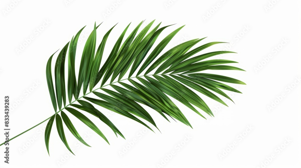 Fototapeta premium Green palm leaves of tropical evergreen plant isolated on white