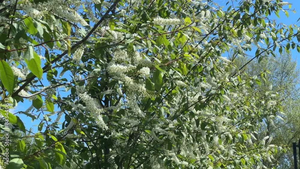 Branches of bird cherry with racemose inflorescences in sunny day Branches of bird cherry with racemose inflorescences in sunny day