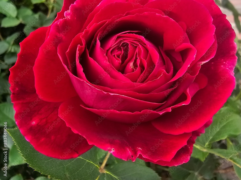 red rose in garden