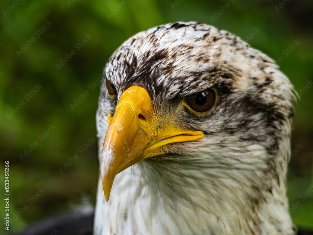 American bald eagle portrait. close-up view, its intricate feathers and distinctive yellow beak showcased against a softly blurred natural backdrop, evoking a sense of wild beauty. American bald eagle portrait. close-up view, its intricate feathers and distinctive yellow beak showcased against a softly blurred natural backdrop, evoking a sense of wild beauty.