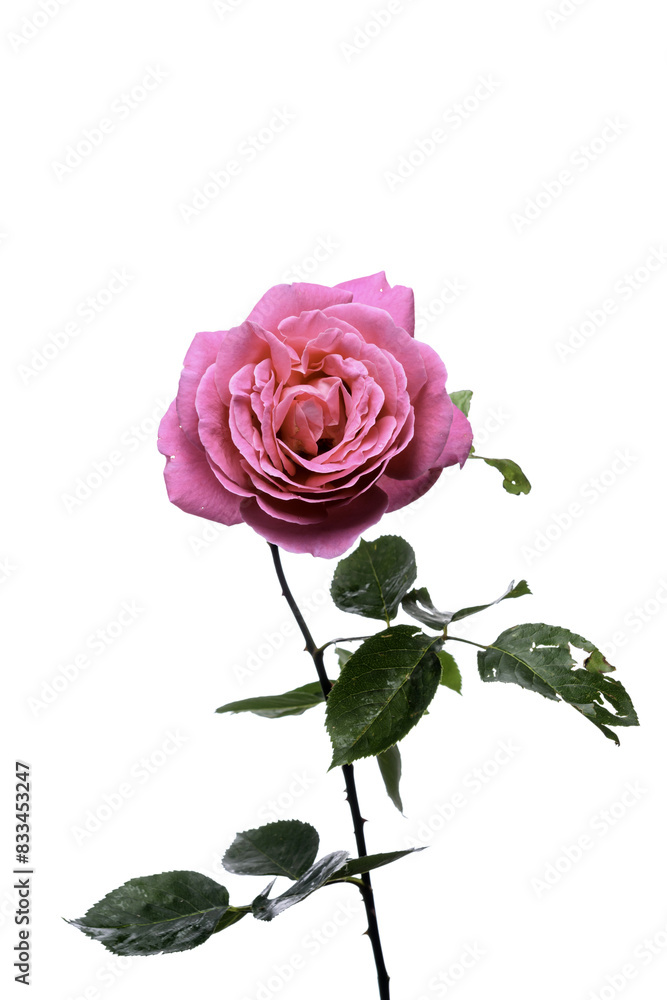 pink rose pink rose