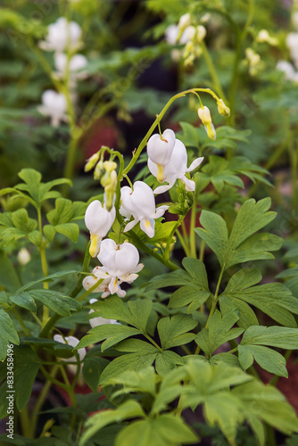 DICENTRA SPECTABILIS ALBA , BLEEDING HEART. White wonderful, heart-shaped flowers. Flowers for decor