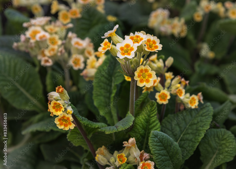 Primula veris Lime with Orange. Flowers for decor for gardens, parks, balconies
