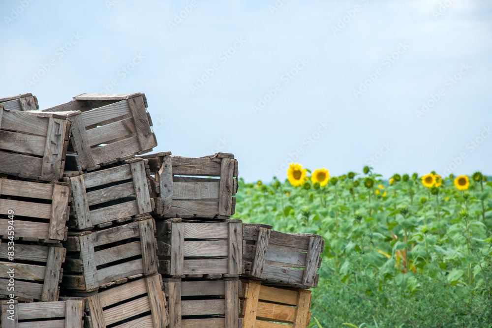A stack of old wooden crates against a backdrop of a green field with sunflowers. A stack of old wooden crates against a backdrop of a green field with sunflowers.