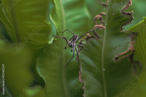 A grey spider with a long body sits on the green leaves of a fern.