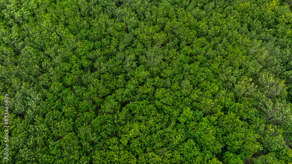 aerial view of dark green forest Abundant natural ecosystems of rainforest. Concept of nature forest preservation and reforestation. aerial view of dark green forest Abundant natural ecosystems of rainforest. Concept of nature forest preservation and reforestation.