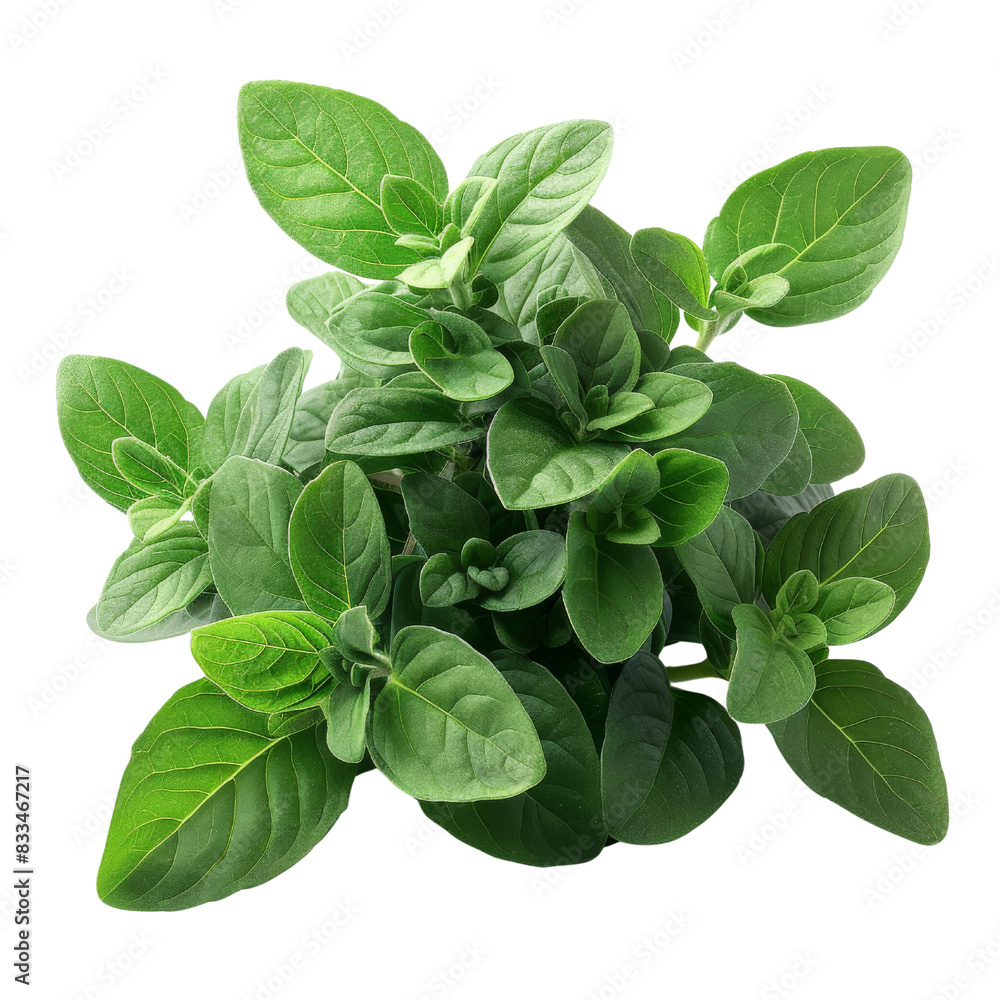 Fresh green oregano leaves, isolated on white background. Perfect for culinary or herbal imagery. isolated transparent background Fresh green oregano leaves, isolated on white background. Perfect for culinary or herbal imagery. isolated transparent background