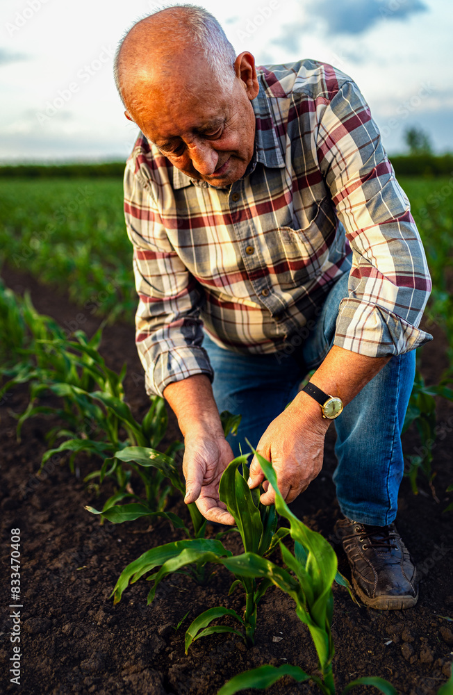 Fototapeta premium Senior farmer standing in corn field examining crop in his hands at sunset.