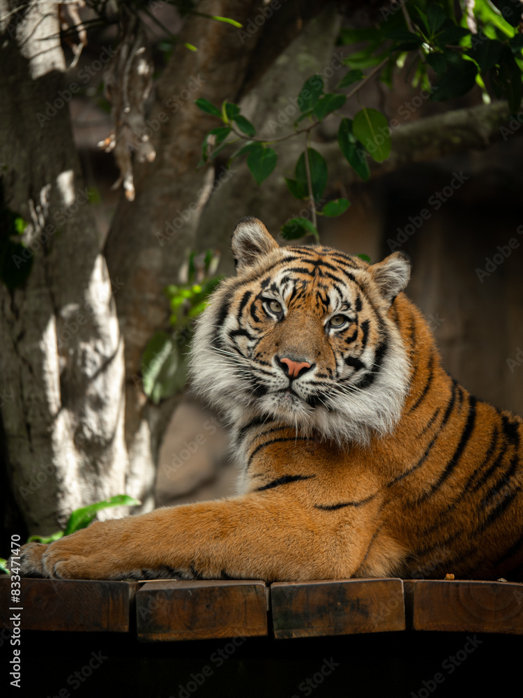 Fototapeta premium tiger in the zoo