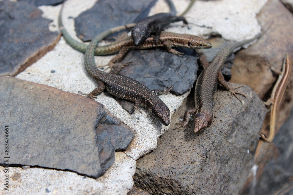 Obraz premium Madeira Eidechse, Teira dugesii, Madeiran wall lizard