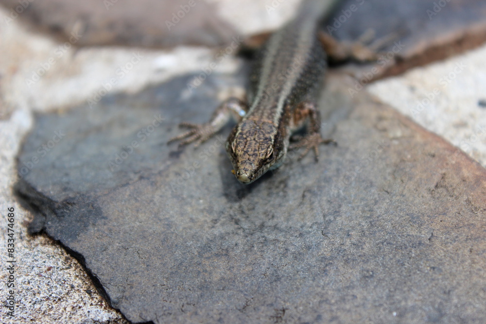 Madeira Eidechse, Teira dugesii, Madeiran wall lizard Madeira Eidechse, Teira dugesii, Madeiran wall lizard