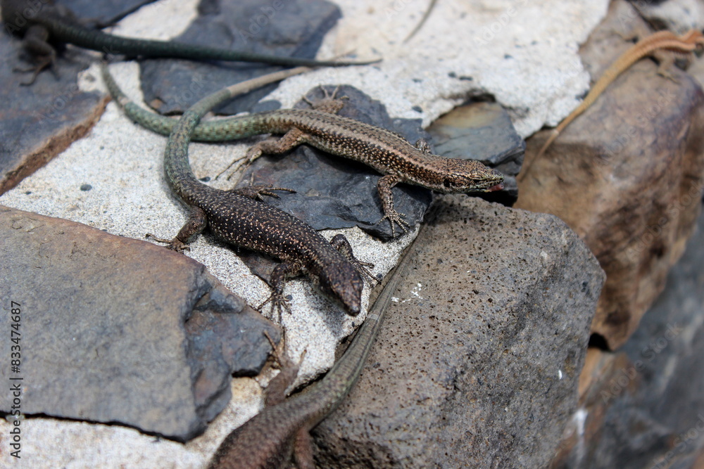 Madeira Eidechse, Teira dugesii, Madeiran wall lizard Madeira Eidechse, Teira dugesii, Madeiran wall lizard